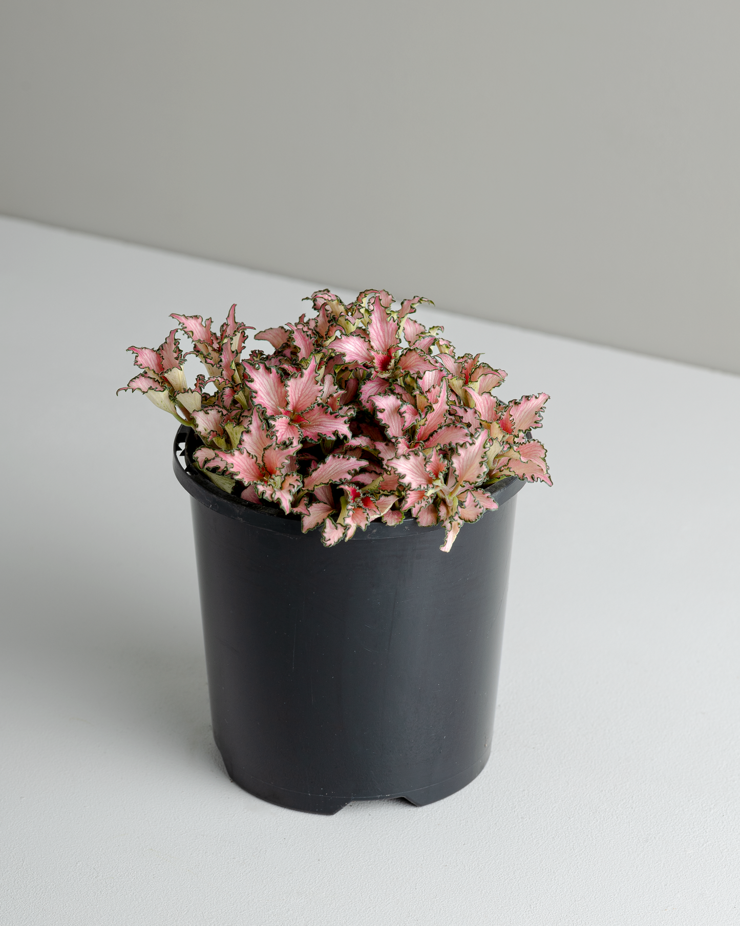 Fittonia 'Pinky' (100mm pot size)