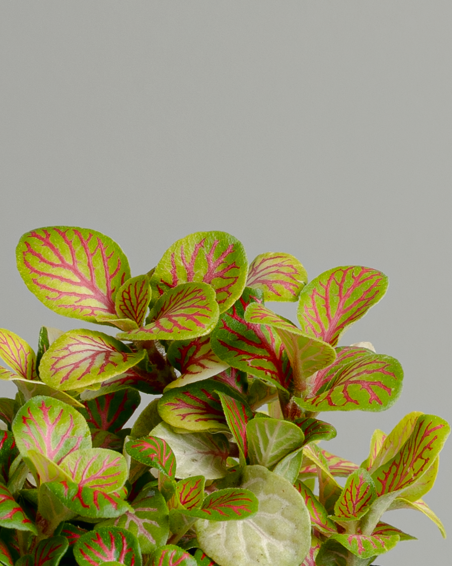 Fittonia 'Skeleton' (100mm pot size)