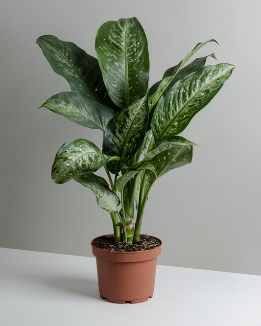 Dieffenbachia, Memoria corsii (180mm Pot Size)