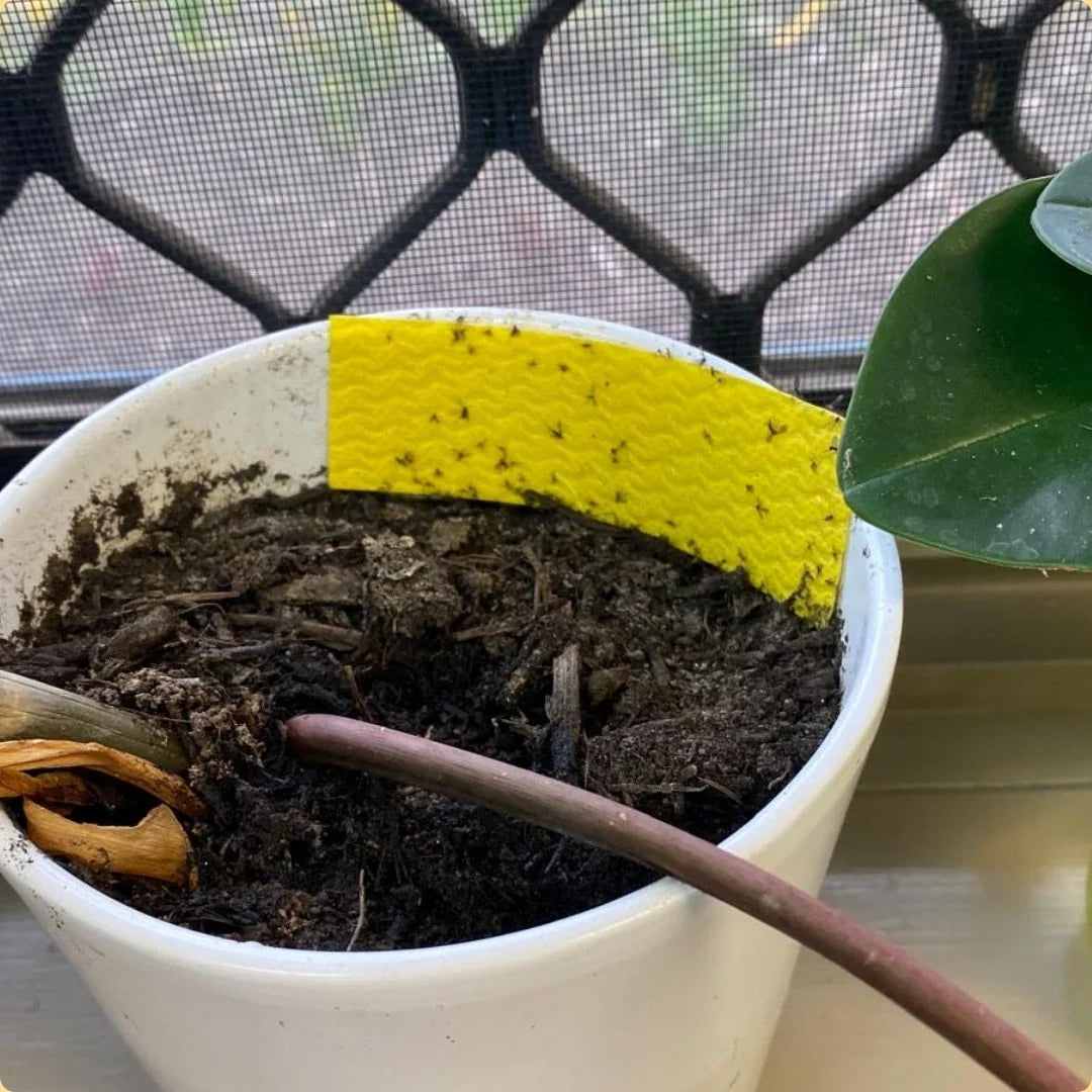 Pest Traps (We the Wild)