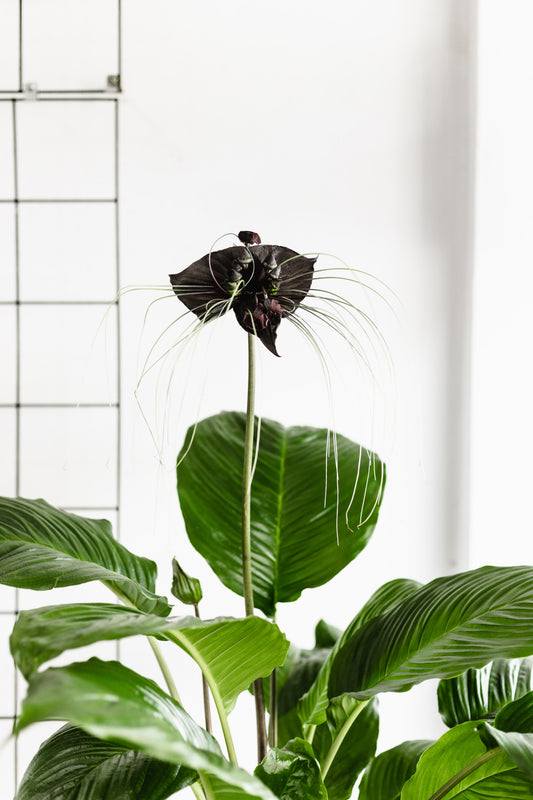 rare bat plant, buy online, brisbane plant shop