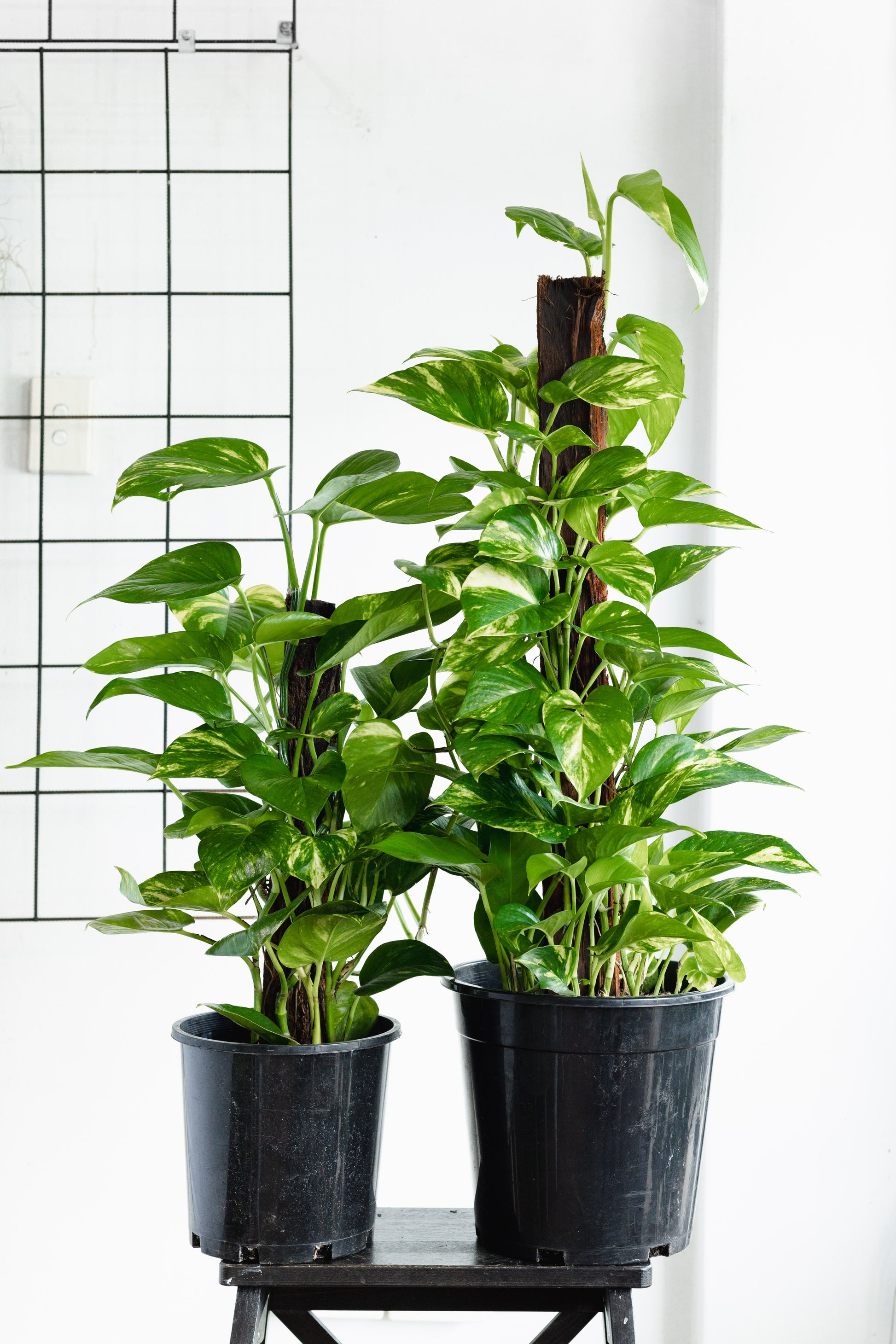 pothos totem pole Pothos Totem Pole (250mm Pot)