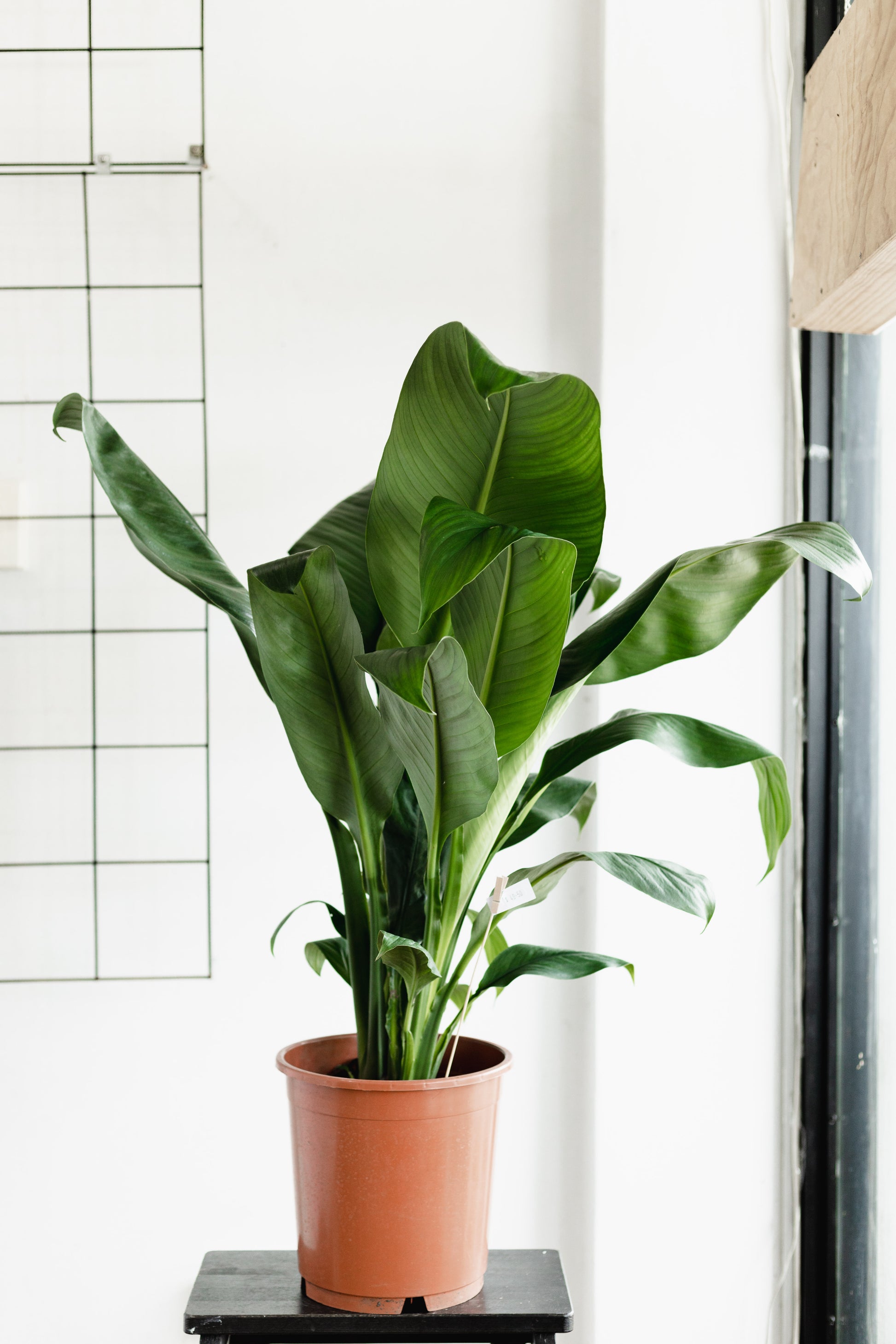 blue moon indoor plant Peace Lily Blue Moon (250mm Pot)