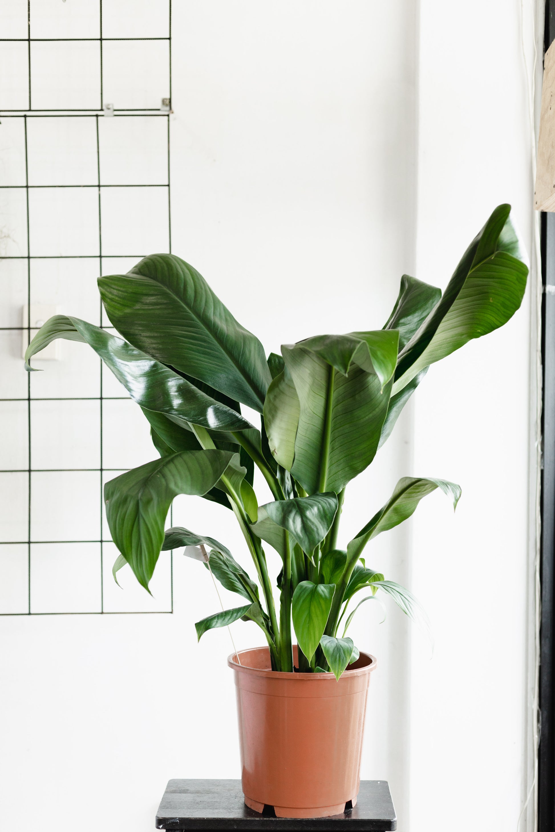 blue moon peace lily flower Peace Lily Blue Moon (250mm Pot)