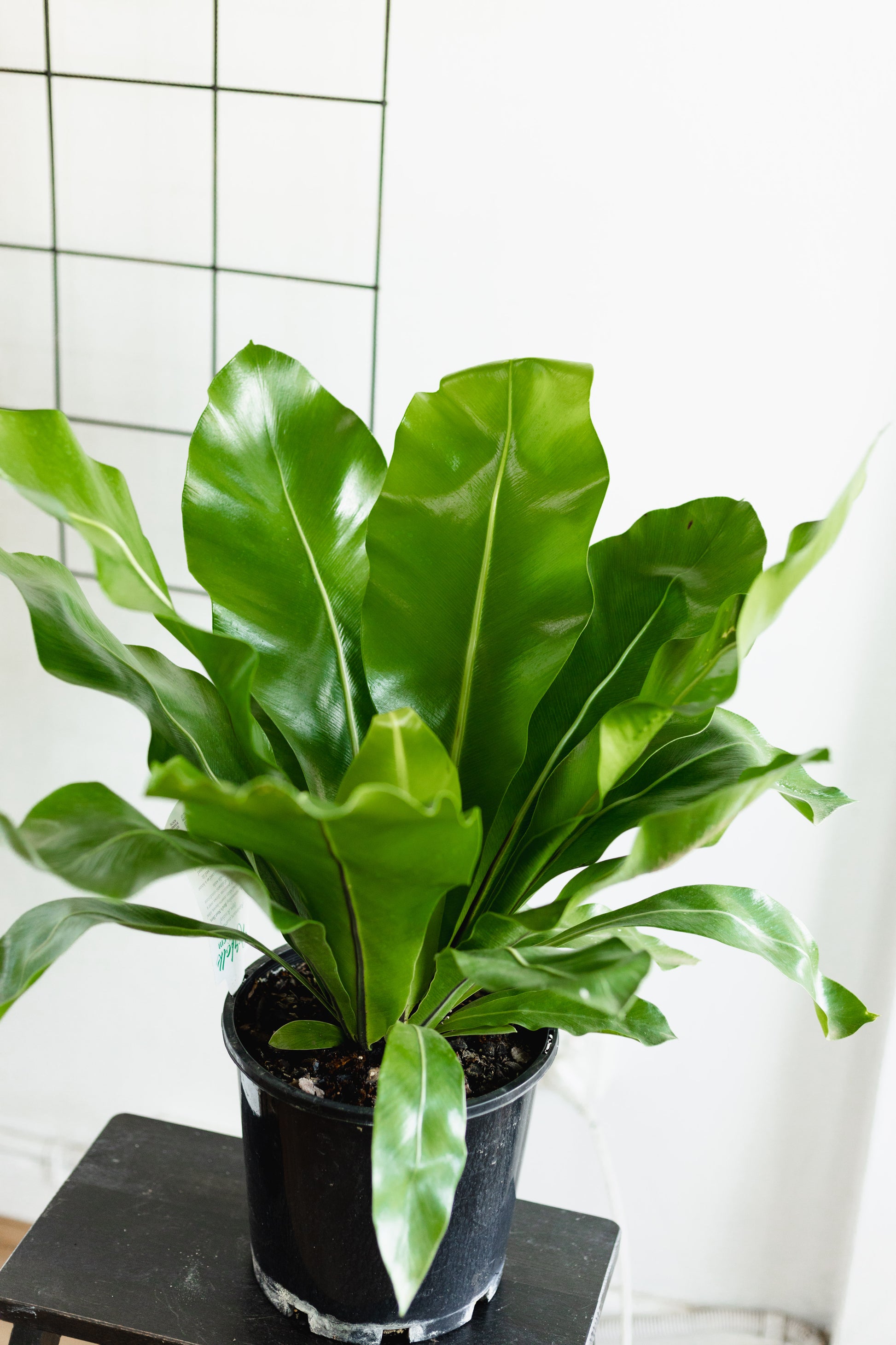norfolk gem birds nest fern Asplenium, Norfolk gem (200mm Pot Size) – Little Fox Lane