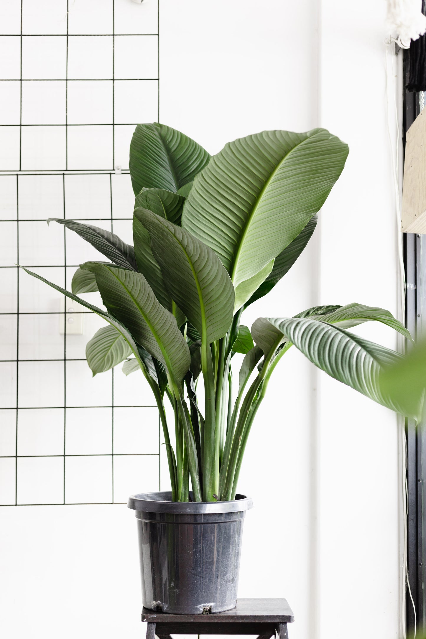 blue peace lily Spathiphyllum, Blue Moon (300mm pot size) – Little Fox Lane