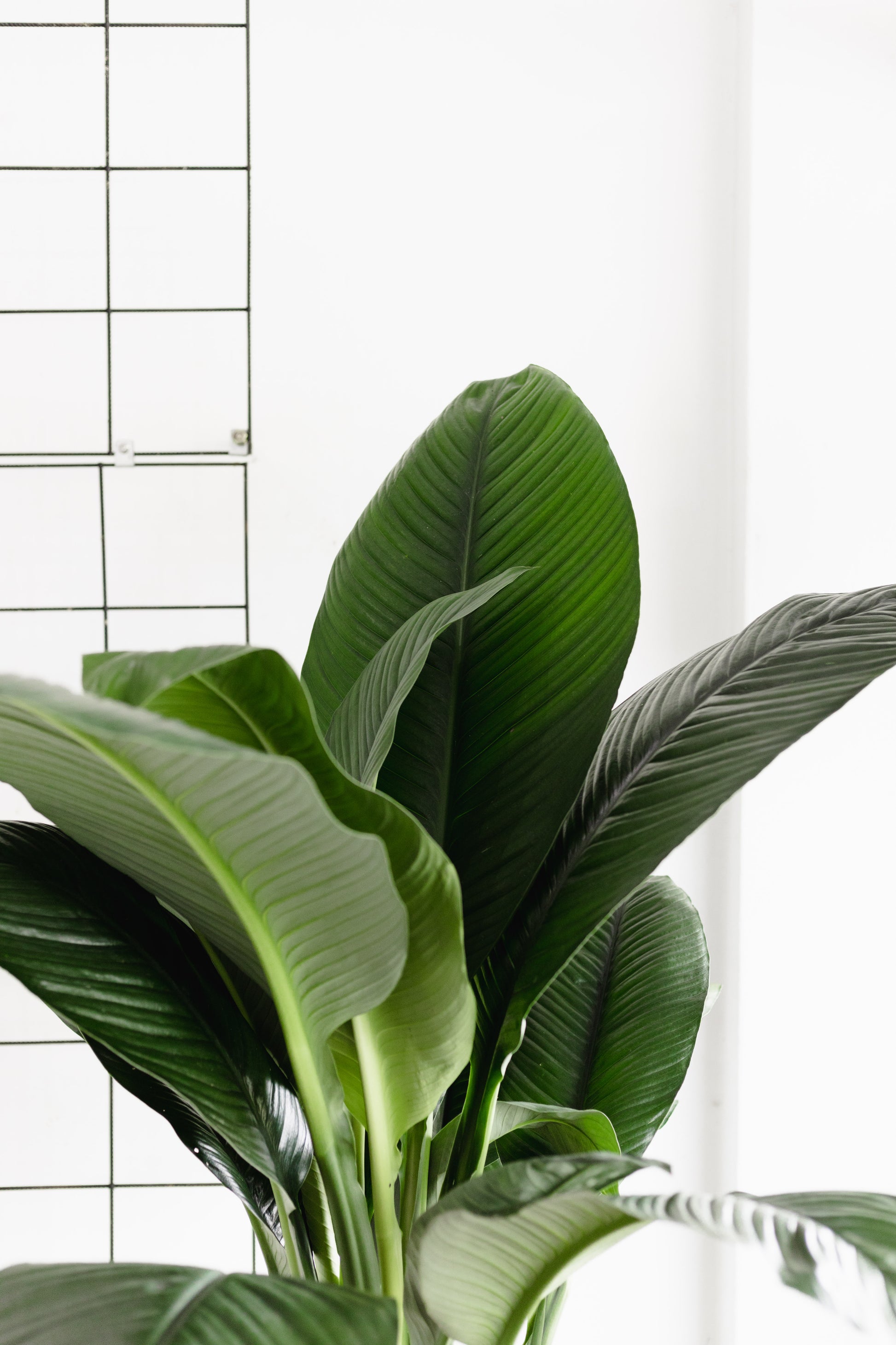 blue moon indoor plant Spathiphyllum, Blue Moon (300mm pot size) – Little Fox Lane