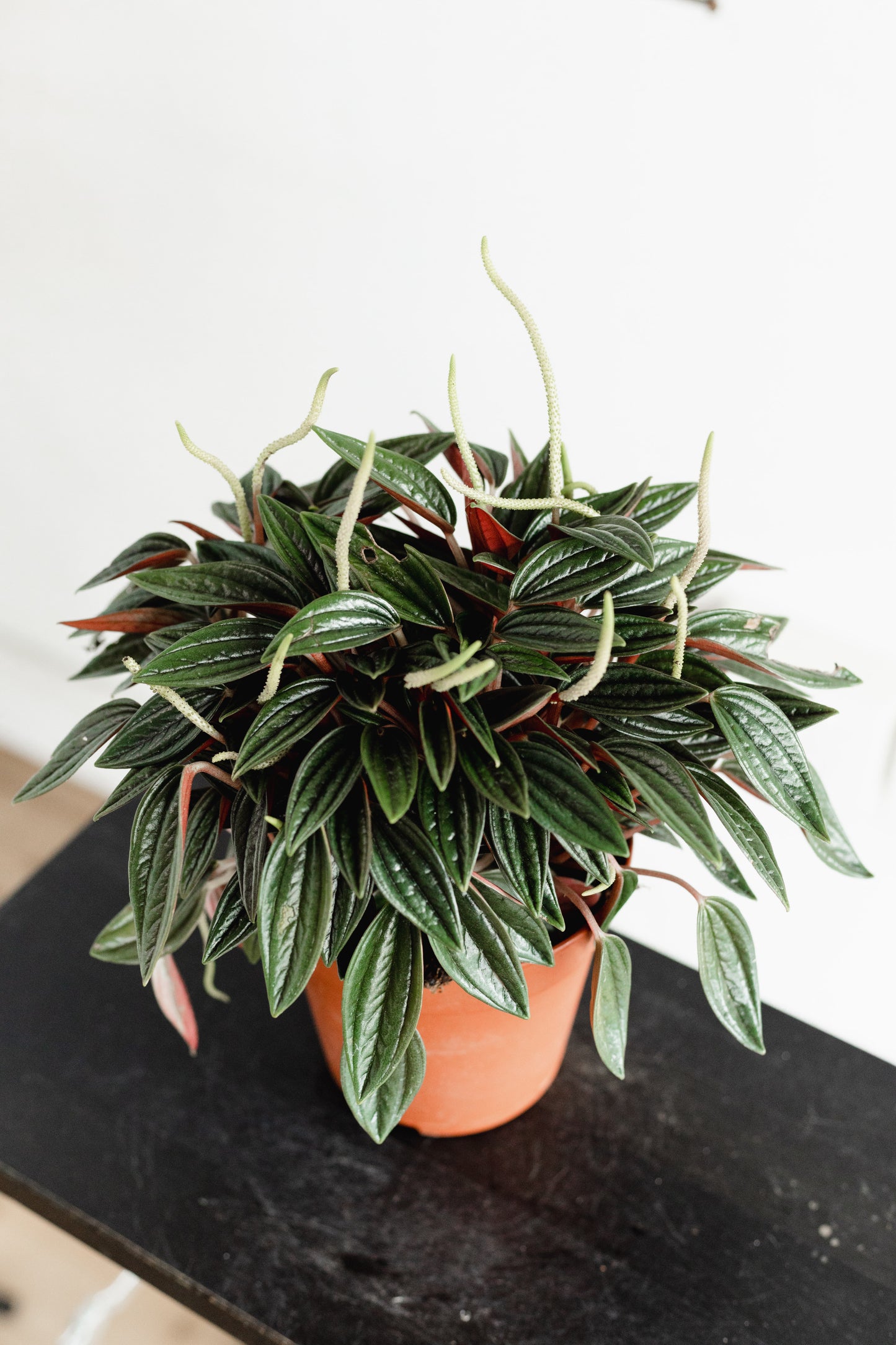 Peperomia (110mm pot size)