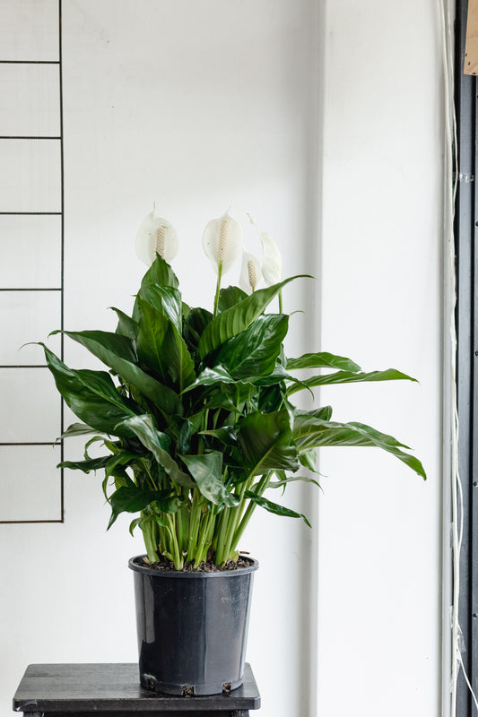 Spathiphyllum (200mm pot size)