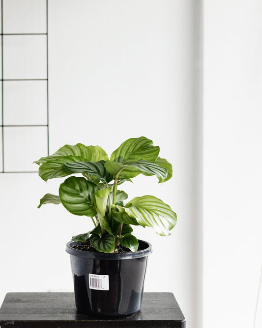 Calathea Orbifolia (175mm Pot size)