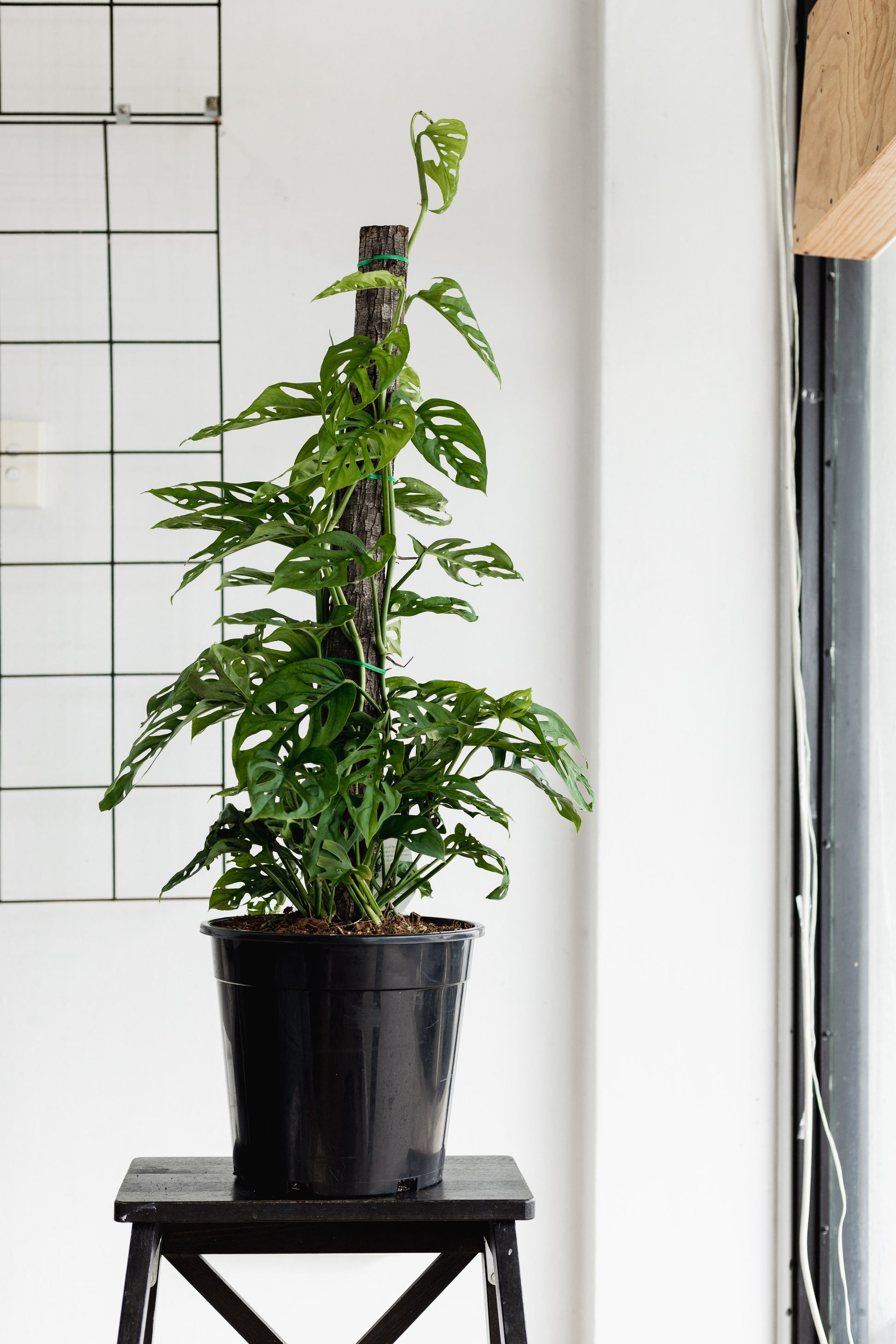 swiss cheese plant totem Monstera Adansonii (Swiss cheese, 260mm Pot) – Little Fox Lane
