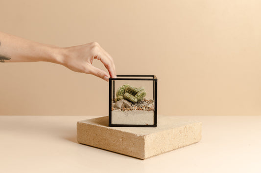 Cacti & Succulent Garden (Miniature)