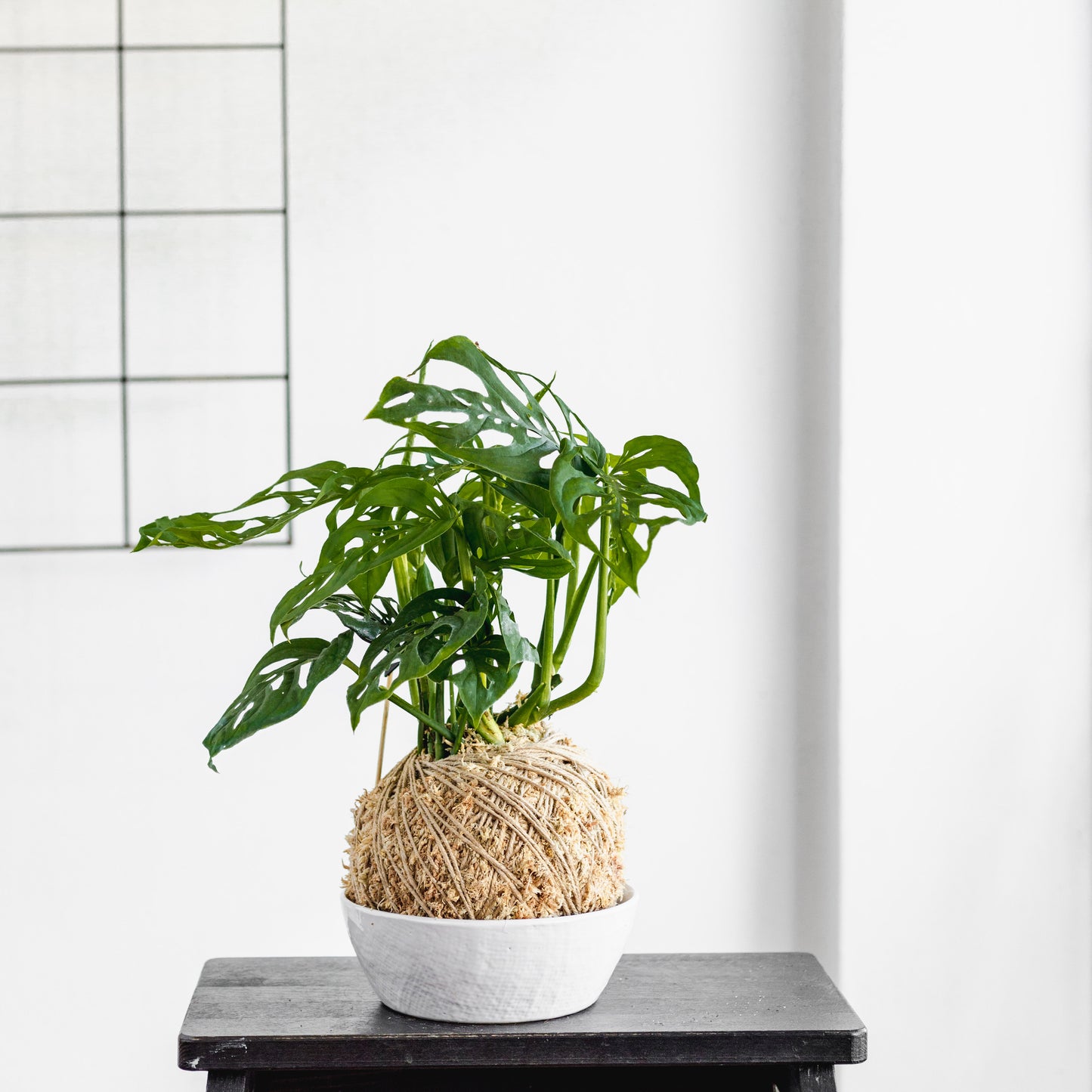 monstera adansonii kokedama Monstera Adansonii Kokedama