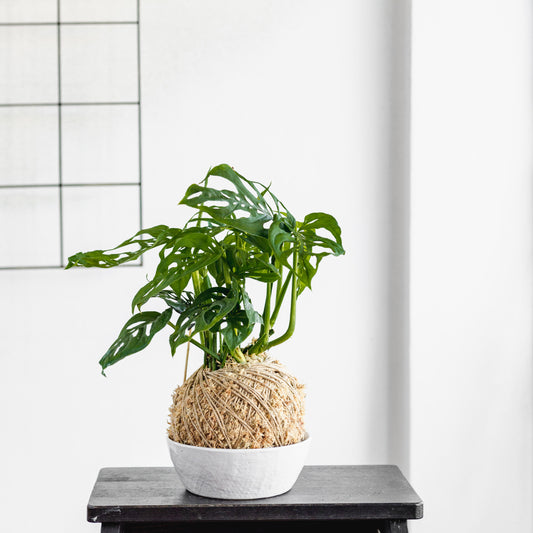 Monstera Adansonii Kokedama