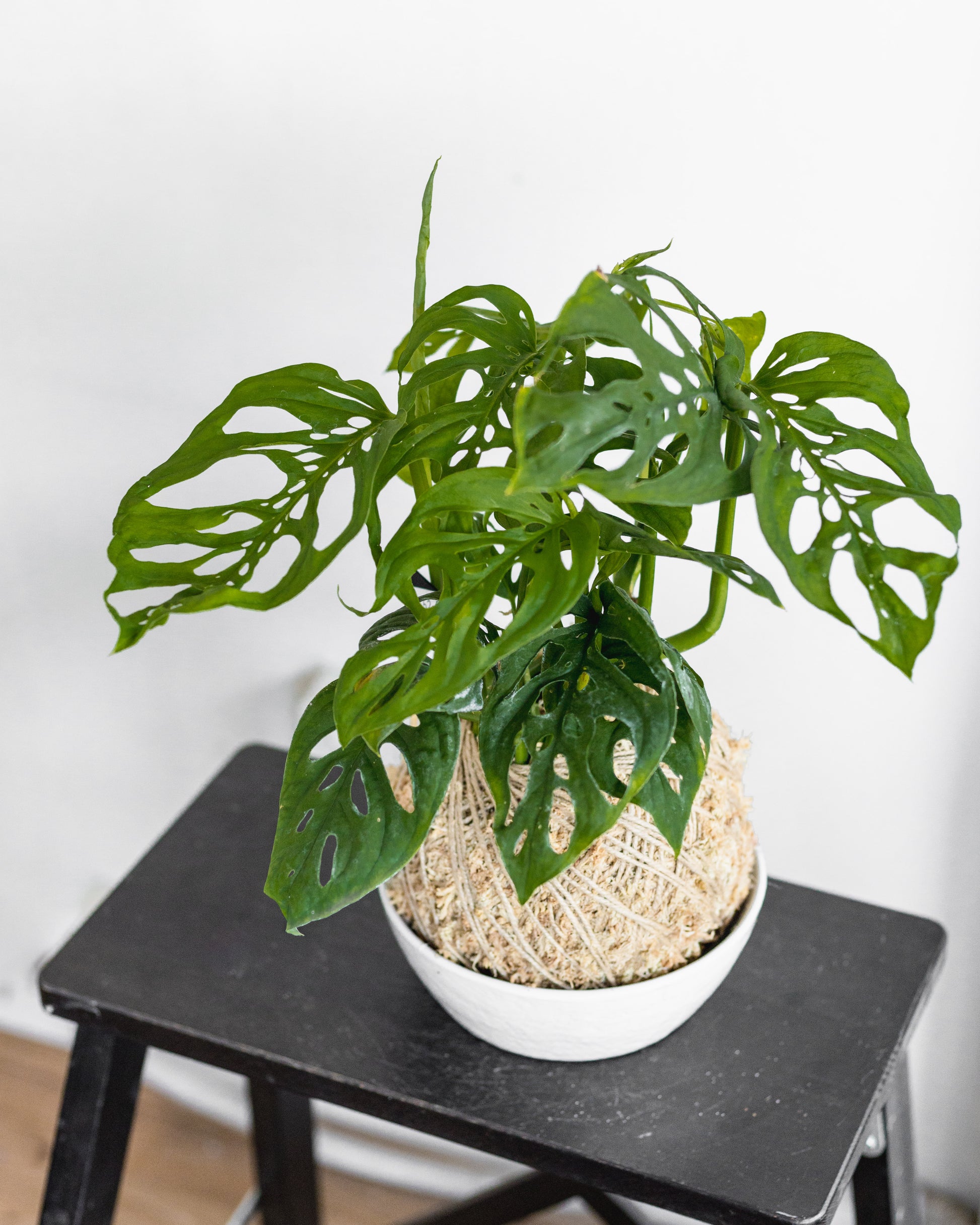 monstera adansonii kokedama Monstera Adansonii Kokedama