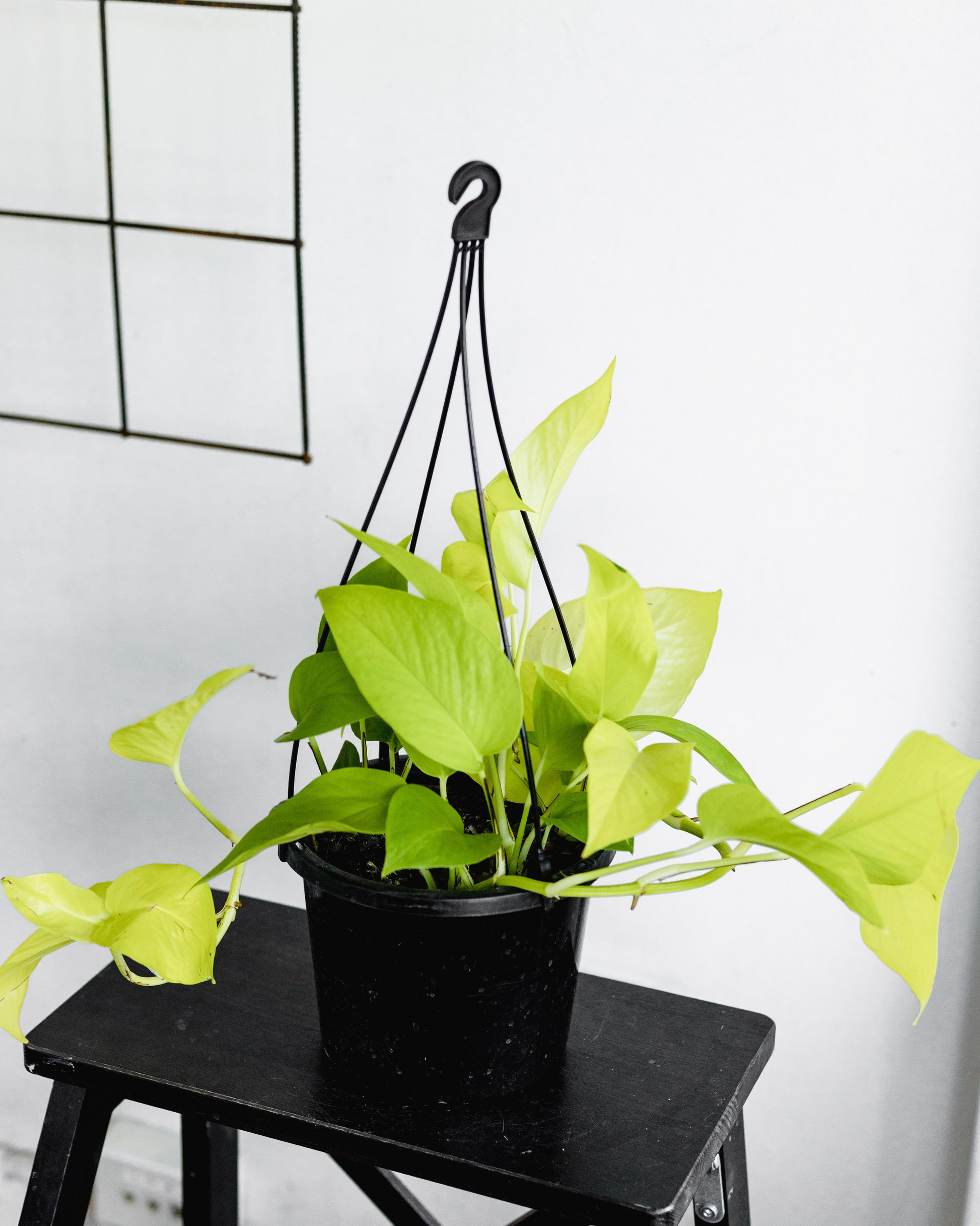 pothos goldilocks Pothos, Goldilocks (hanging pot, 180mm pot)