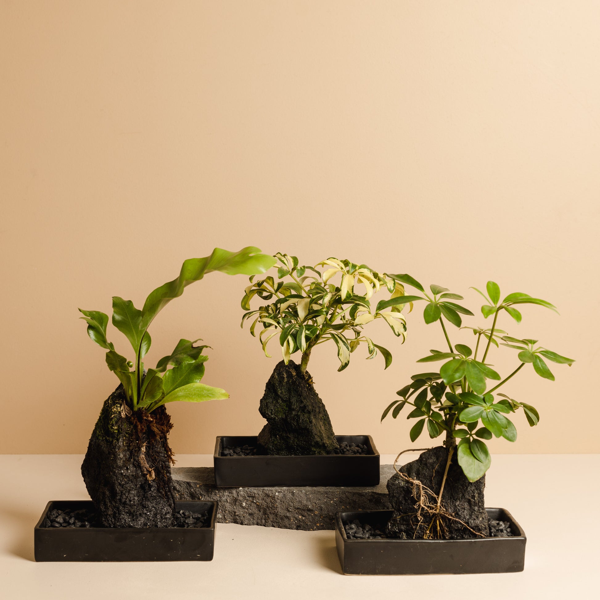 indoor rock plants Rock Plant – Little Fox Lane