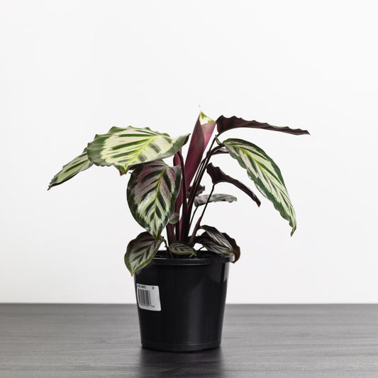 Calathea Roseopicta, (130mm Pot Size)