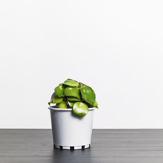 Peperomia Raindrop (140mm Pot Size)