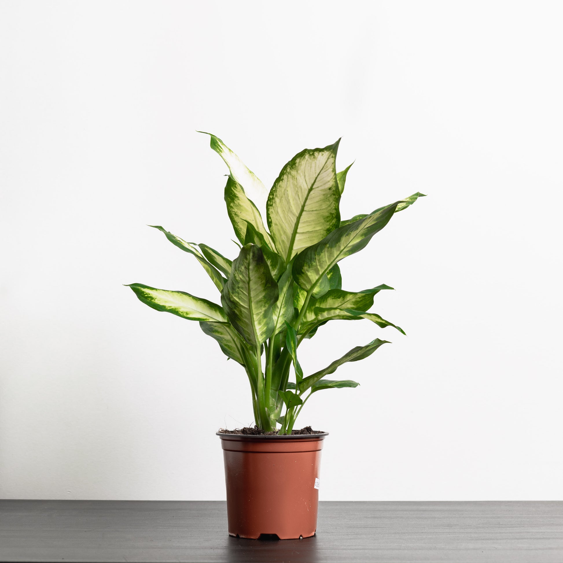 dieffenbachia pot size Dieffenbachia (140mm pot size)