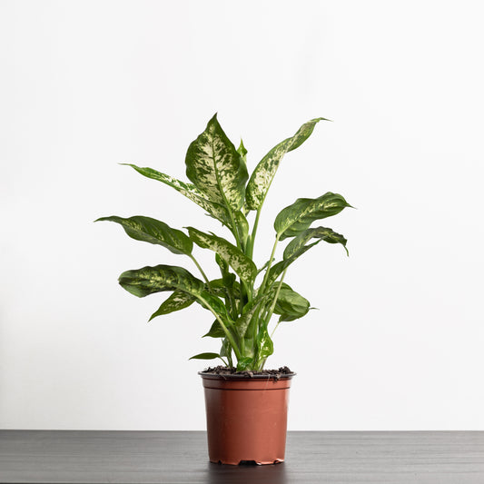 Dieffenbachia Camo (140mm Pot Size)