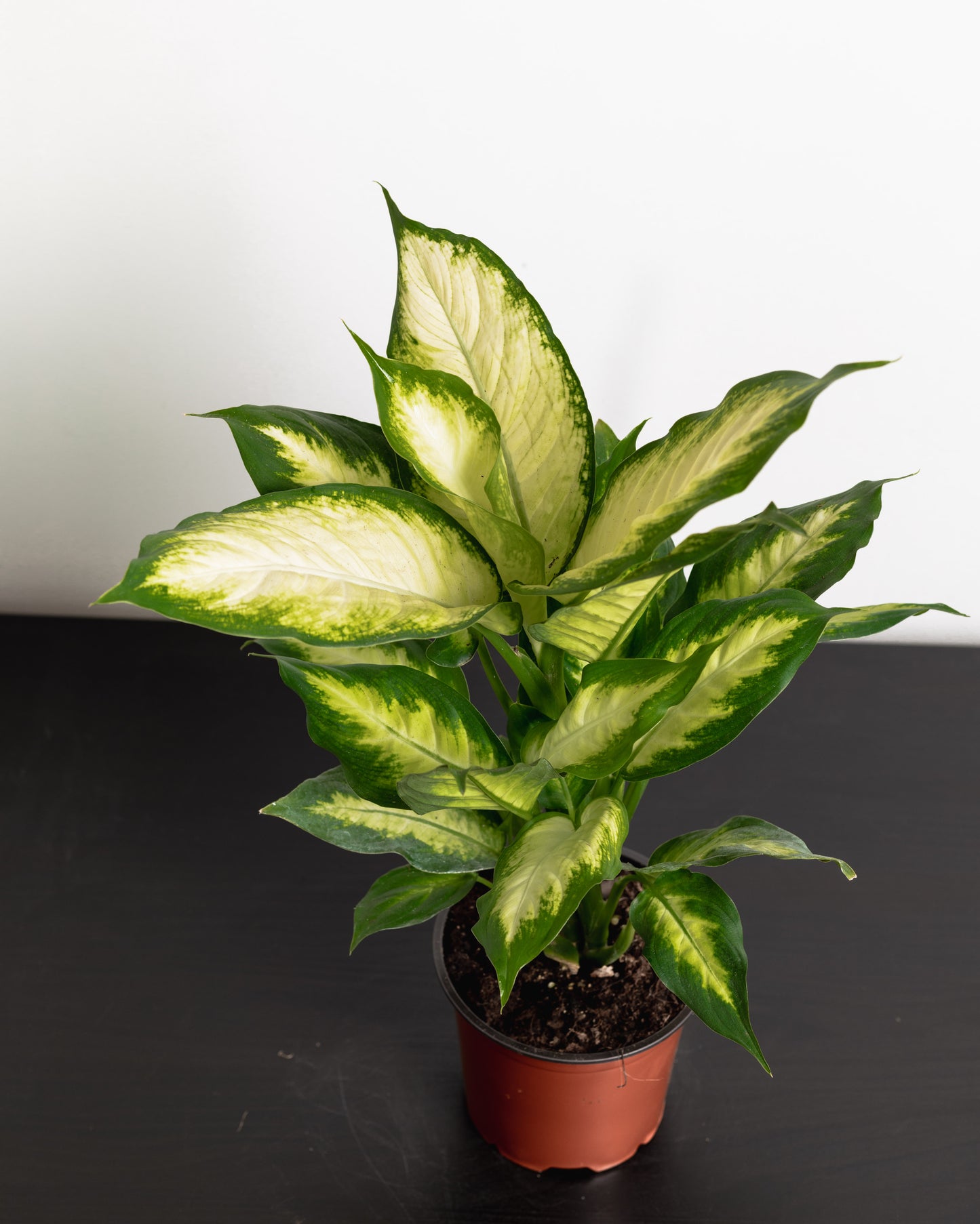 Dieffenbachia (140mm pot size)