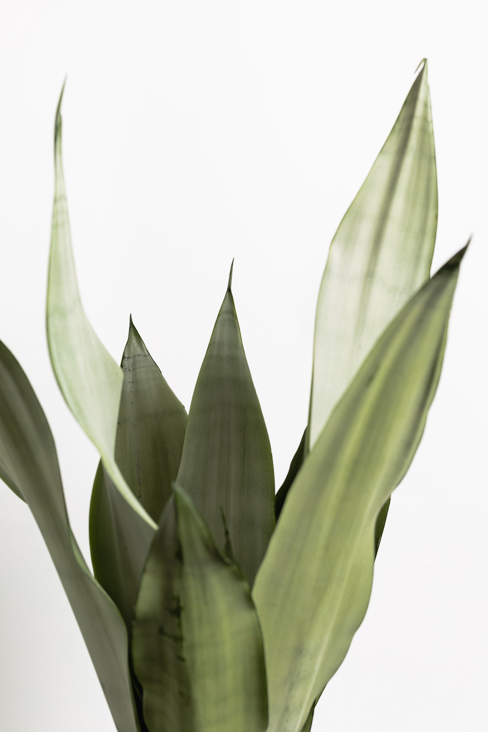 sansevieria sword Sansevieria, Silver swords (200mm Pot size – Little Fox Lane