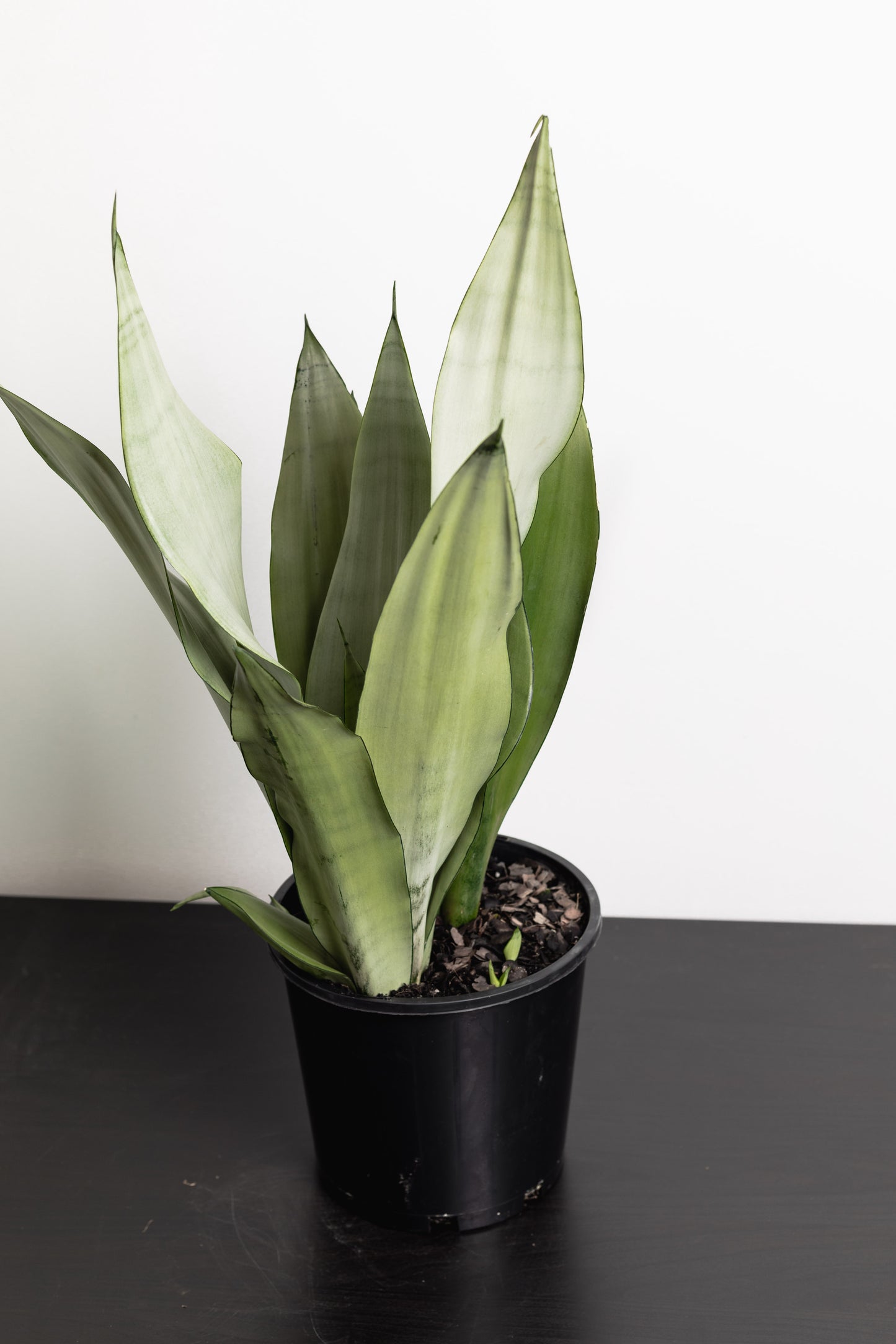 Sansevieria, Silver swords (200mm Pot size