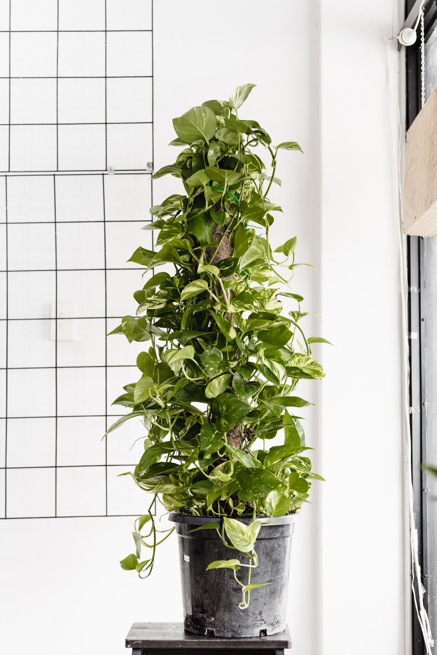 pothos totem pole plant Pothos Totem Pole (300mm Pot Size)