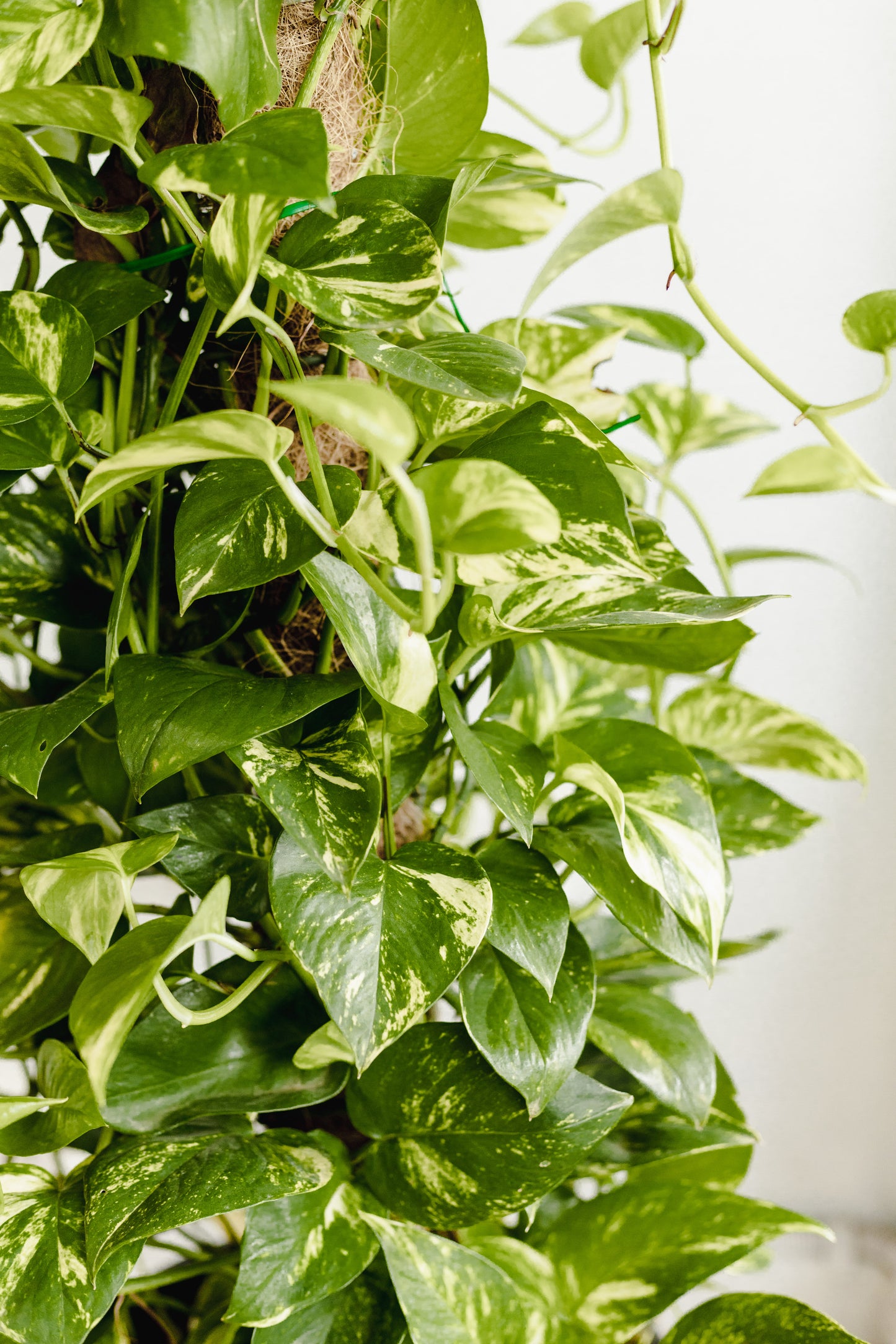 otem pole golden pothos Pothos Totem Pole (300mm Pot Size) – Little Fox Lane