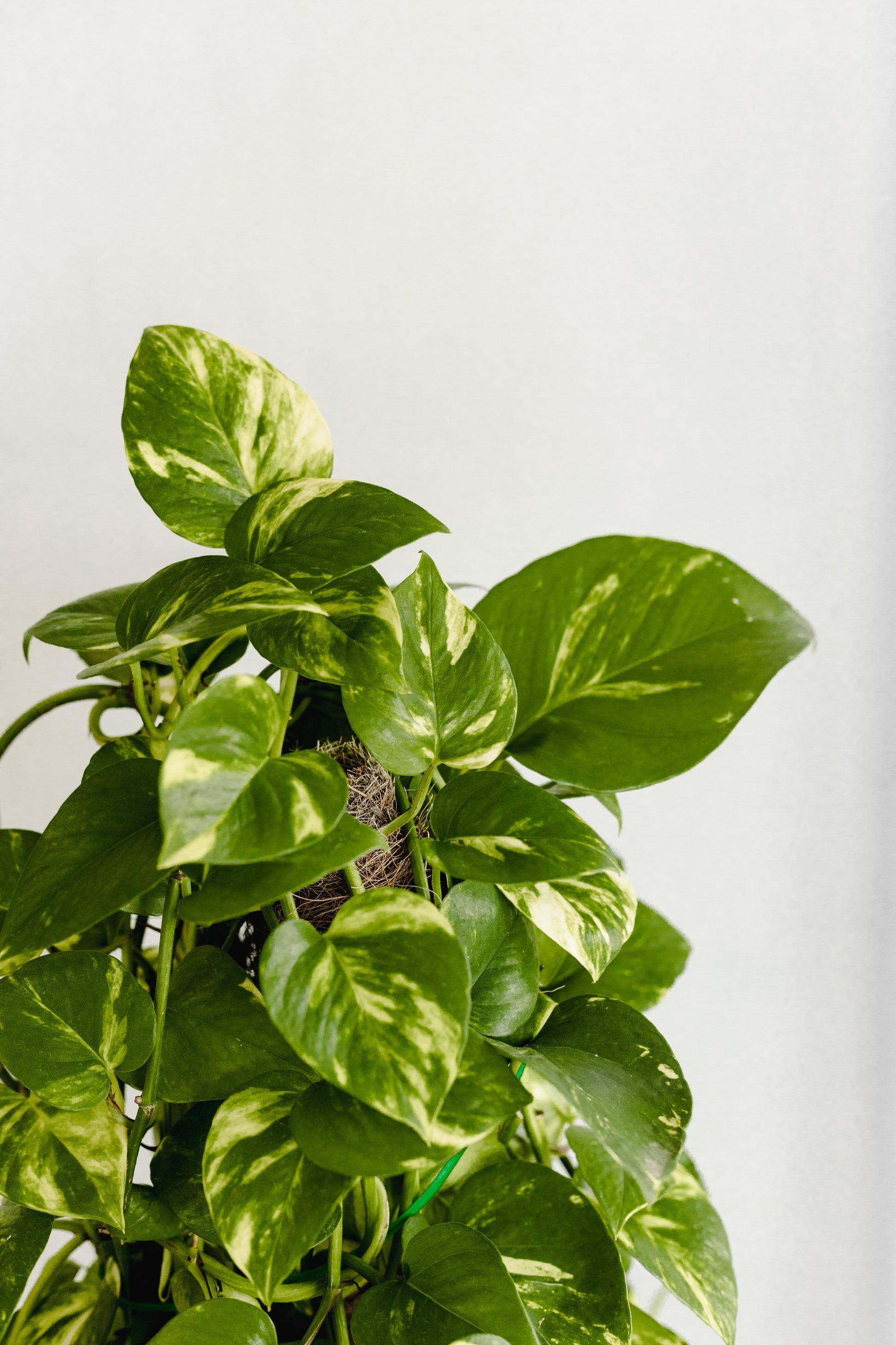 golden pothos totem Pothos Totem Pole (300mm Pot Size) – Little Fox Lane
