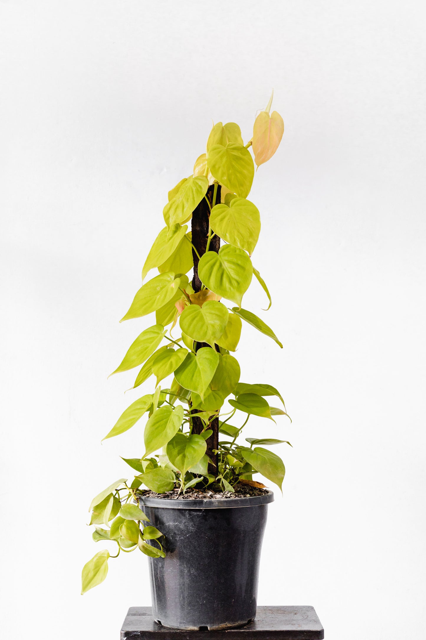 Philodendron Cordatum, Neon Green (250mm pot size)