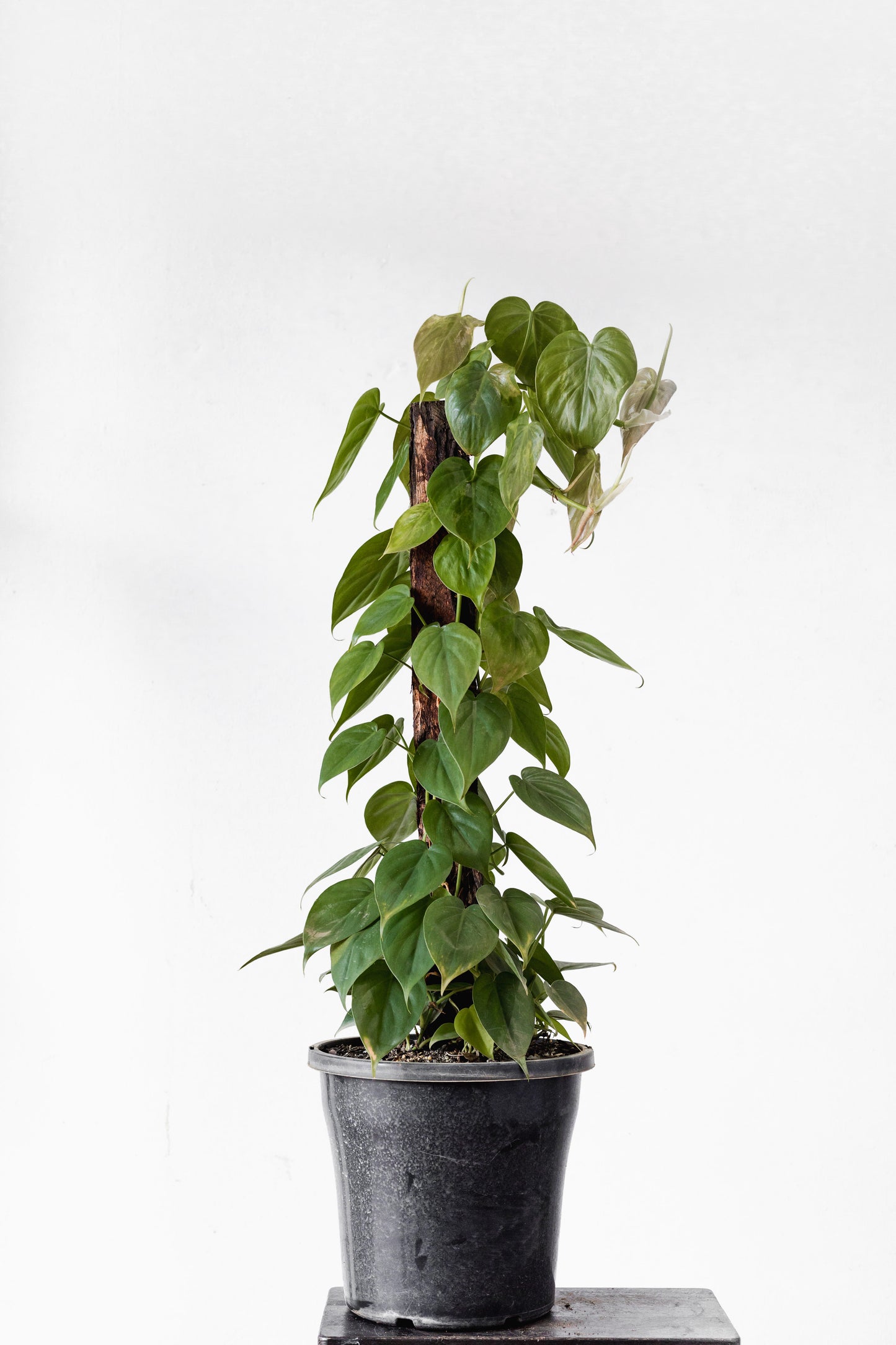Philodendron Cordatum (250mm pot size)