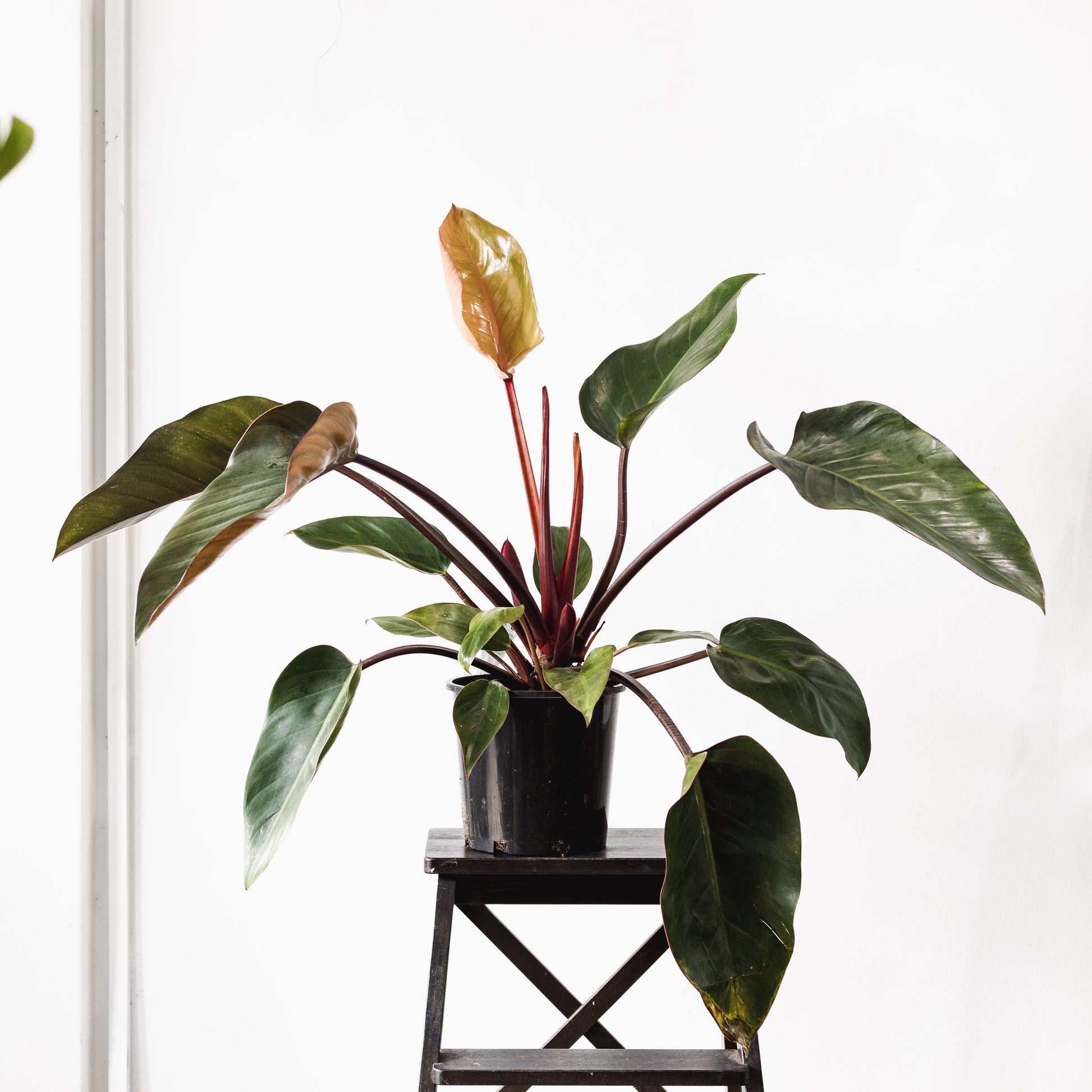 philodendron congo size Philodendron, Rojo Congo (200mm Pot size) – Little Fox Lane