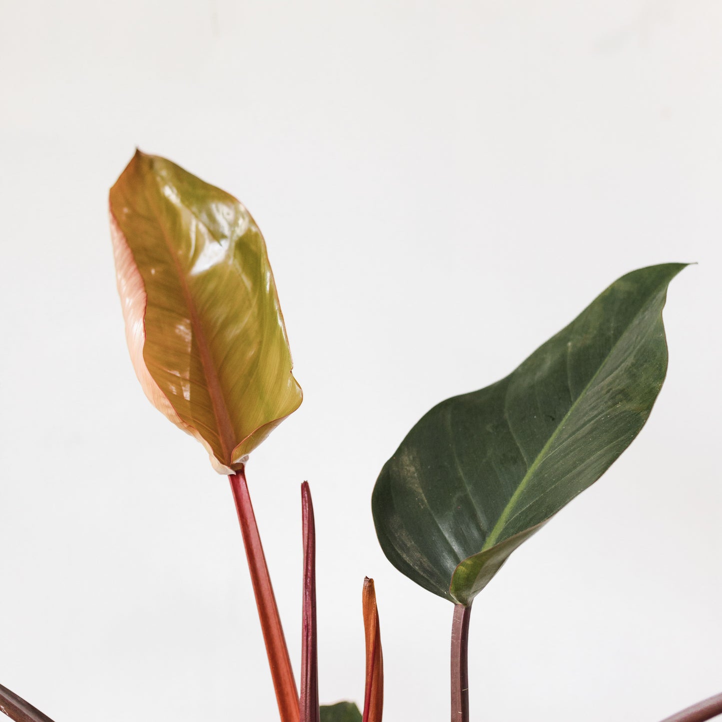 Philodendron, Rojo Congo (200mm Pot size)
