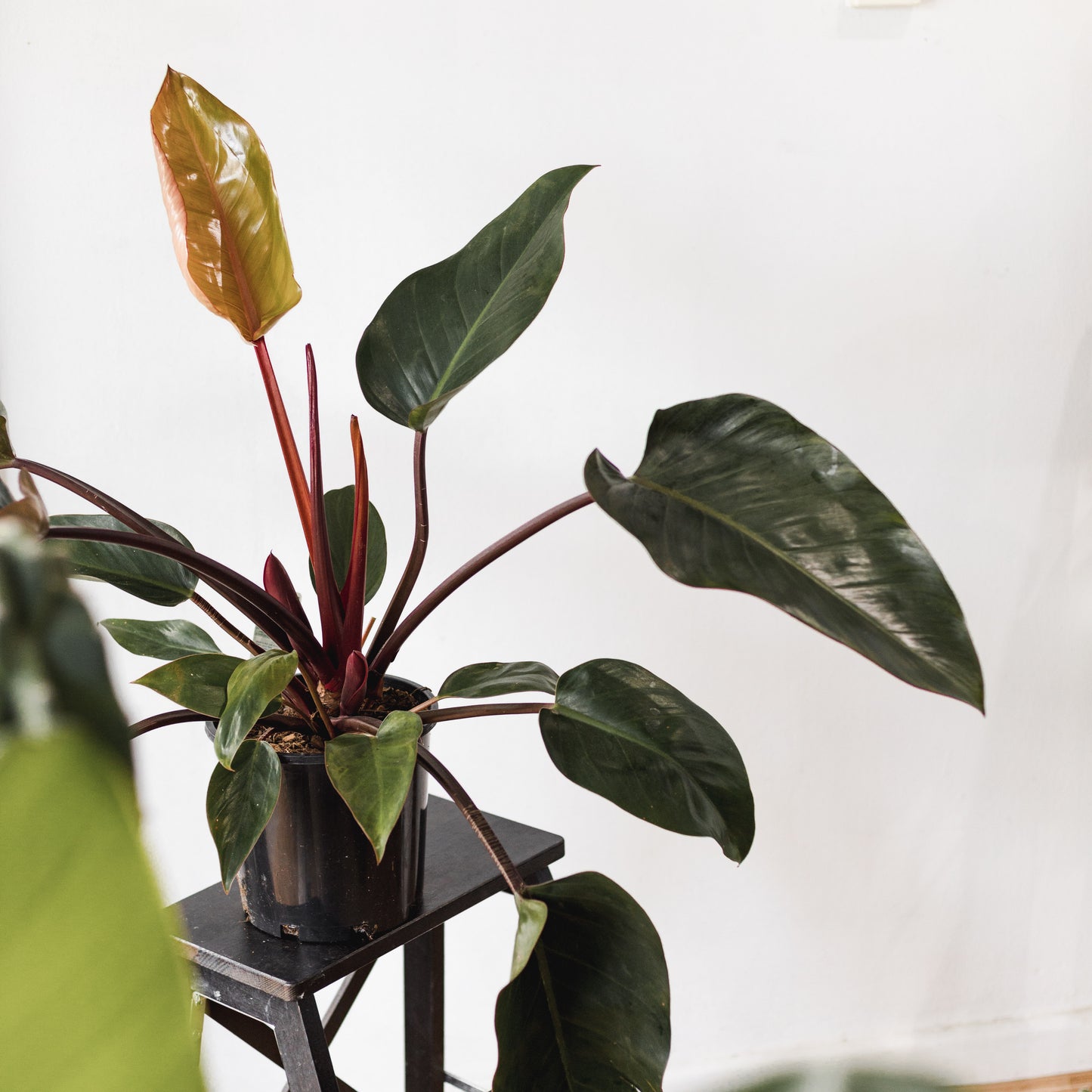 Philodendron, Rojo Congo (200mm Pot size)