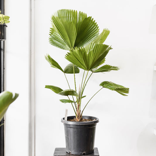 Licuala Elegans, Fan Palm (300mm Pot Size)