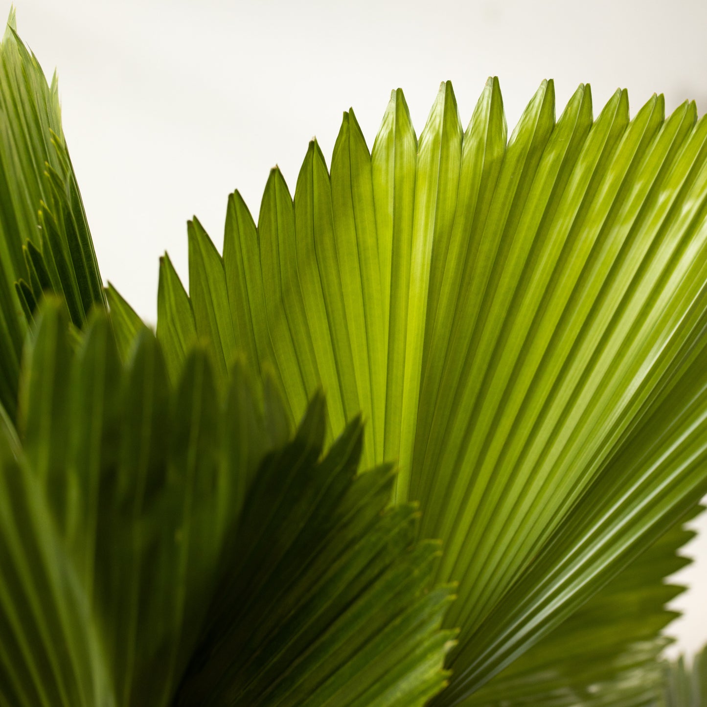 Licuala Elegans, Fan Palm (300mm Pot Size)