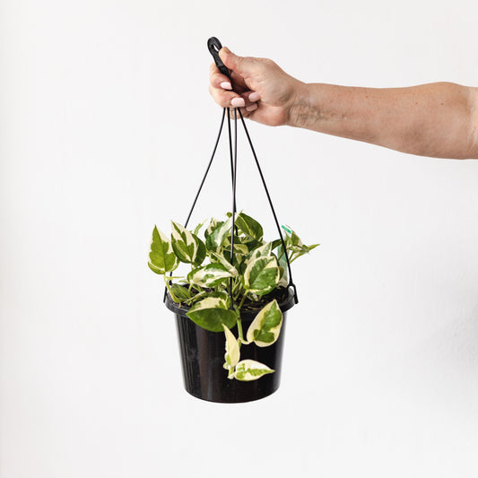 Pothos Snow Queen (180mm Pot Size)