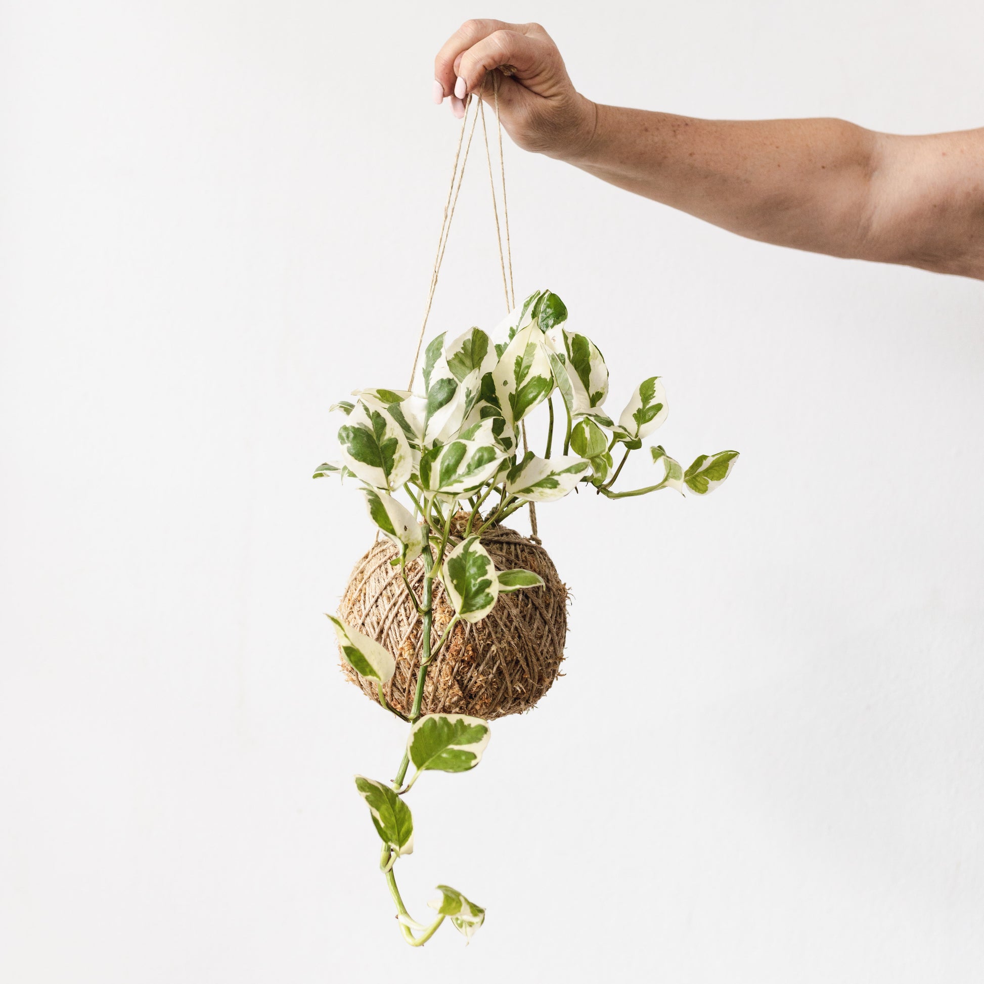 pothos kokedama Pothos, Snow queen hanging kokedama