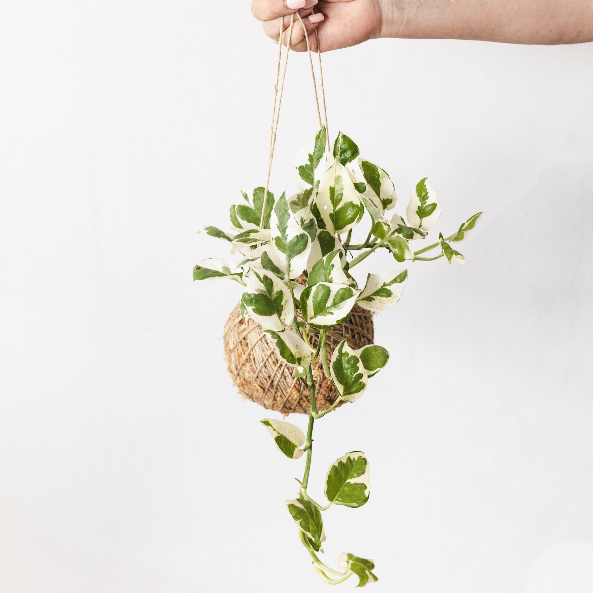 snow queen pothos hanging Pothos, Snow queen hanging kokedama