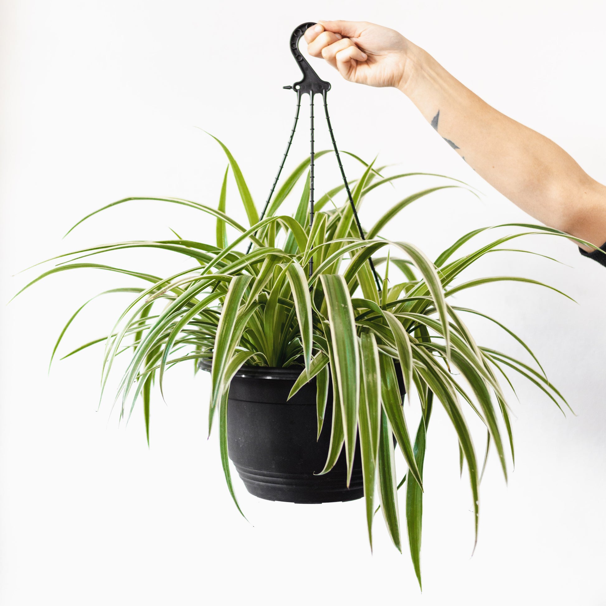 spider plant size of pot Spider Plant (300mm Pot Size)