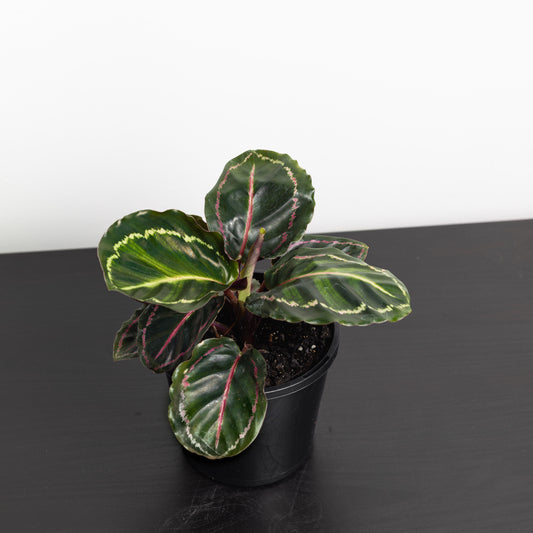 Calathea Medallion (140mm pot size)