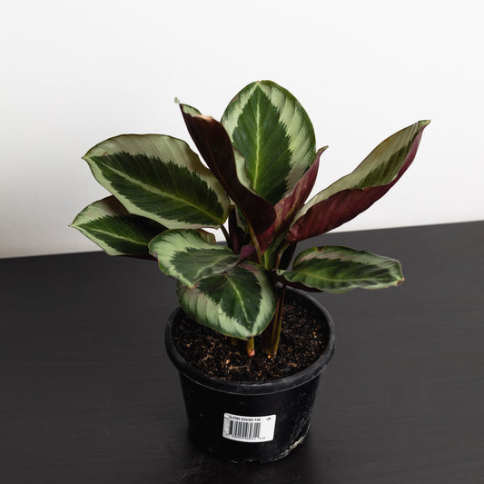 Calathea Bicajoux Pink (130mm Pot Size)