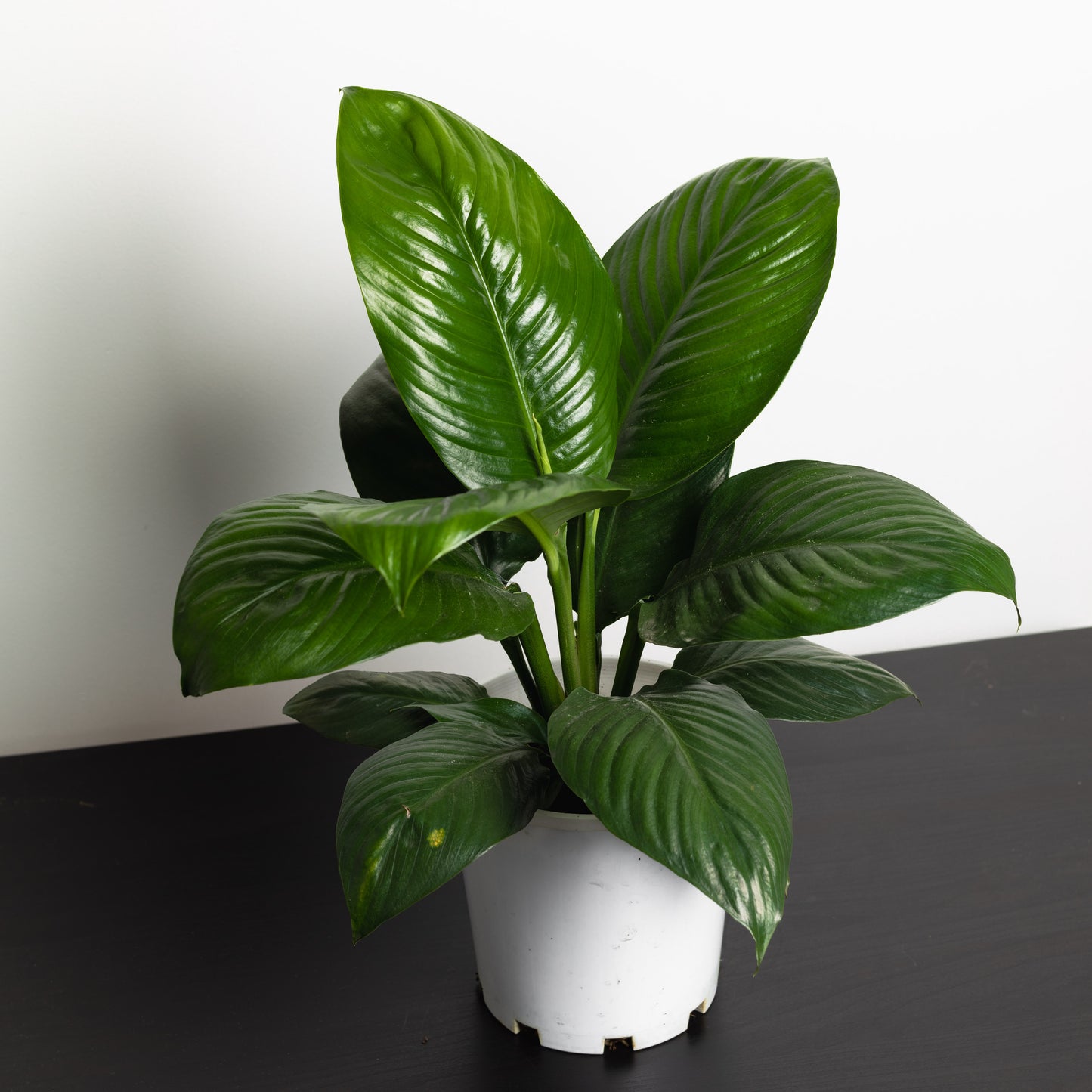 Peace Lily, Little Sensation (180mm Pot Size)