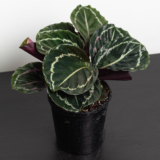 Calathea Variety (130mm Pot Size)