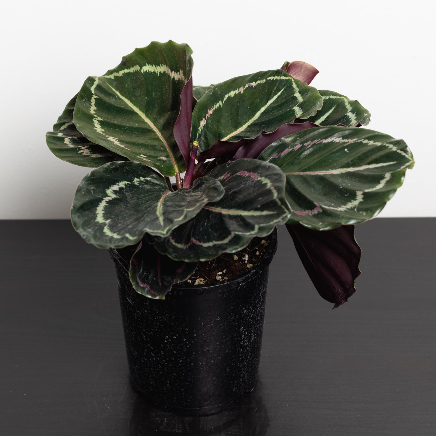 Calathea Variety (130mm Pot Size)