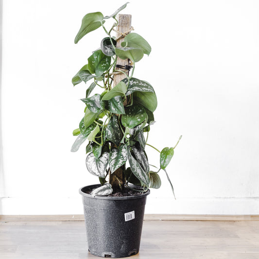 Scindapsus 'Pictus' Totem Pole, (250mm Pot Size)
