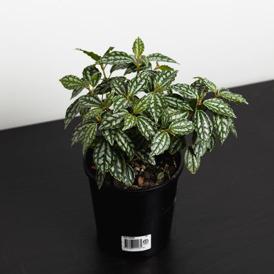 Pilea Cadierei, Aluminium Plant (140mm Pot Size)