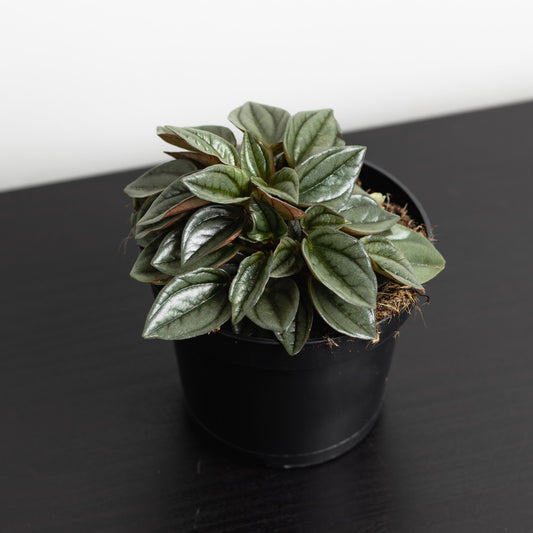 Peperomia Caperata, "Napoli Nights" (95mm pot size)